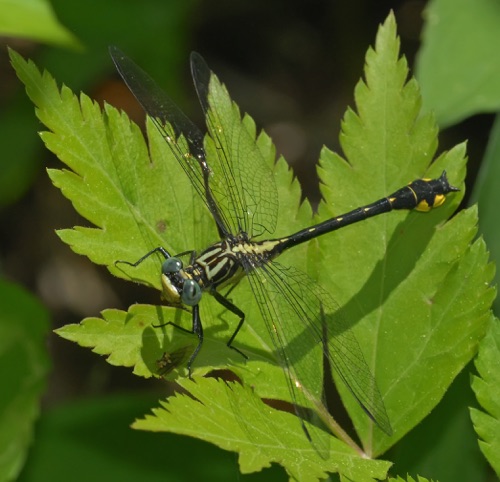 Male
2012_05_10_Oconee_SC_Rabun_GA
